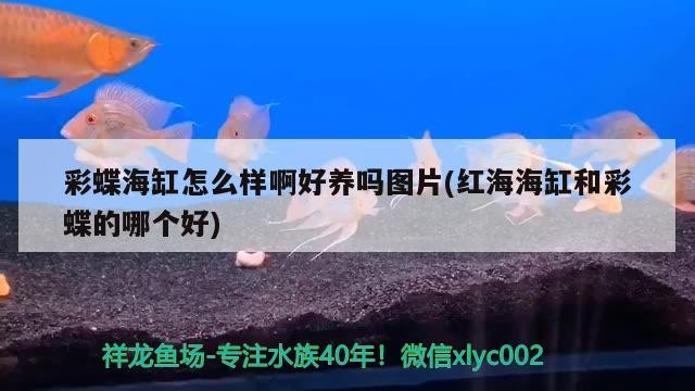 <strong><mark>湘潭</mark></strong>魚缸定制、<strong><mark>湘潭</mark></strong>魚缸訂做的信息別忘了關注祥龍魚場哦，<strong><mark>湘潭</mark></strong>魚缸定做的注意事項