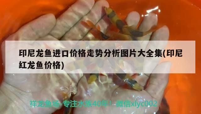 印尼龍魚進口價格走勢分析圖片大全集(印尼紅龍魚價格)