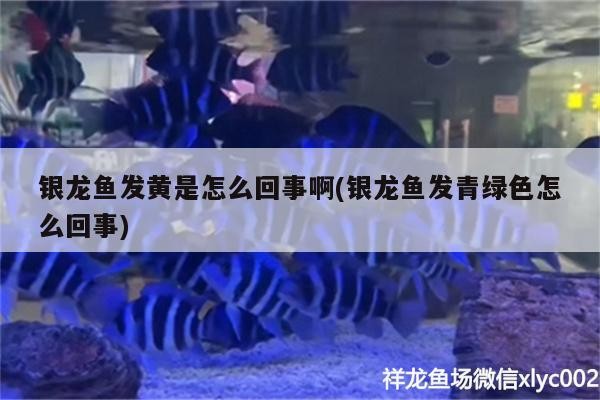 銀龍魚發黃是怎么回事啊(銀龍魚發青綠色怎么回事) 銀龍魚發黃是怎么回事啊(銀龍魚發青綠色怎么回事) 銀龍魚百科