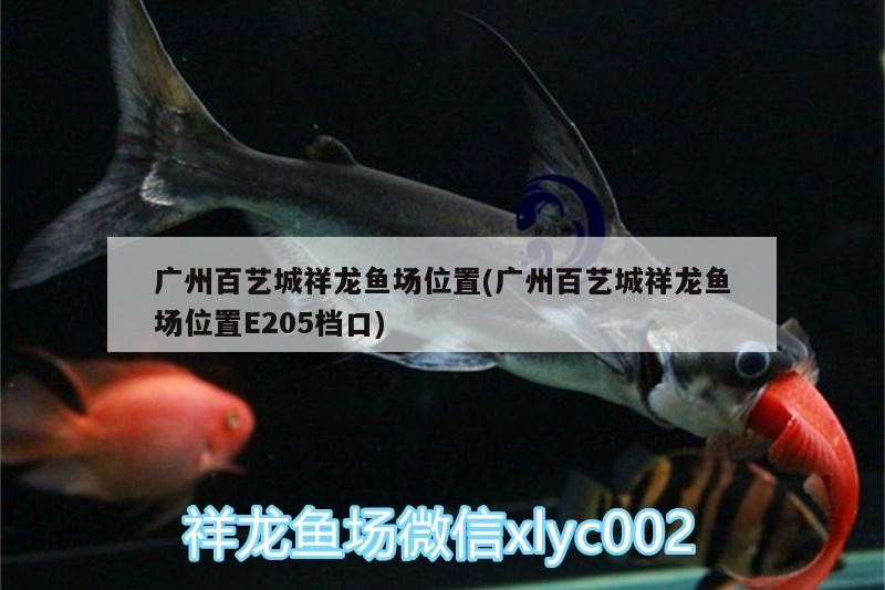 廣州百藝城祥龍魚場位置(廣州百藝城祥龍魚場位置E205檔口) 廣州百藝城祥龍魚場位置(廣州百藝城祥龍魚場位置E205檔口) vs祥龍魚場