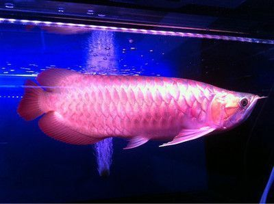 紫焰紅龍魚：探討紫焰紅龍魚