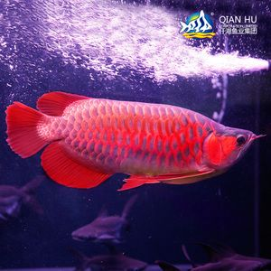 紫焰紅龍魚：探討紫焰紅龍魚