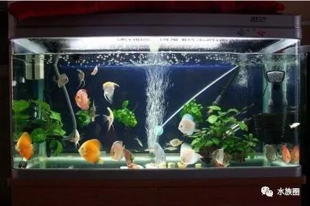 大型魚缸加熱棒放在哪里