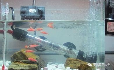 大型魚缸加熱棒放在哪里