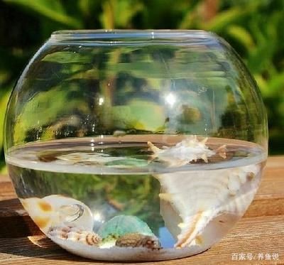 半圓柱形魚(yú)缸養(yǎng)什么魚(yú)好看：半圓柱形魚(yú)缸適合養(yǎng)什么樣的魚(yú)