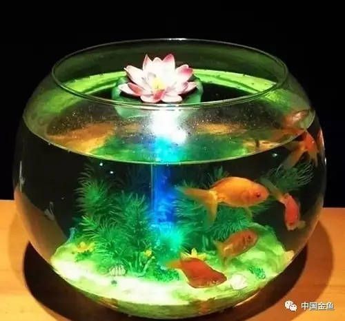 半圓柱形魚(yú)缸養(yǎng)什么魚(yú)好看：半圓柱形魚(yú)缸適合養(yǎng)什么樣的魚(yú)