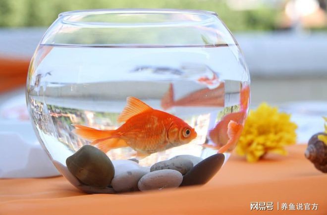 半圓柱形魚(yú)缸養(yǎng)什么魚(yú)好看：半圓柱形魚(yú)缸適合養(yǎng)什么樣的魚(yú)