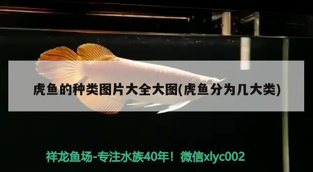 虎魚(yú)的種類(lèi)圖片大全大圖(虎魚(yú)分為幾大類(lèi))