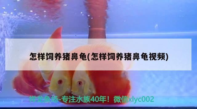 怎樣飼養豬鼻龜(怎樣飼養豬鼻龜視頻)