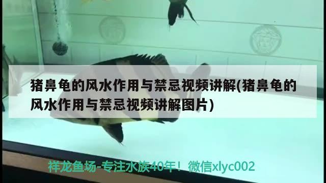 豬鼻龜?shù)娘L(fēng)水作用與禁忌視頻講解(豬鼻龜?shù)娘L(fēng)水作用與禁忌視頻講解圖片)