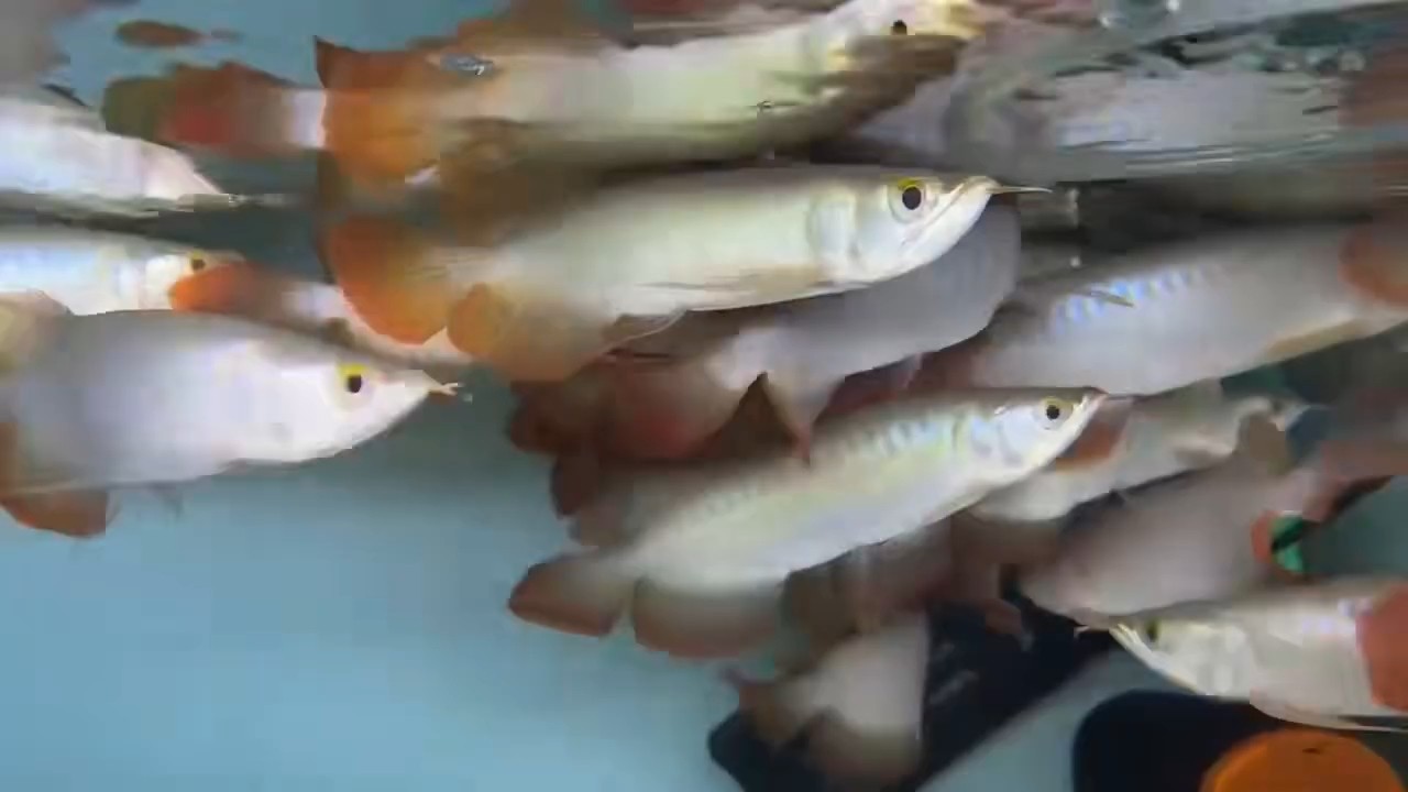 寬身印尼小紅龍全品批發價同行1條起批13-14起，隨便挑15，24-26公分歡迎現場來看，魚就是視頻這個樣
