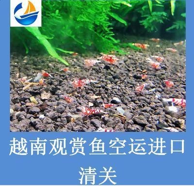 進口紅龍魚清關手續：進口紅龍魚清關流程