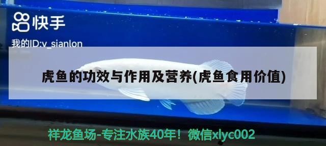 虎魚的功效與作用及營養(虎魚食用價值)