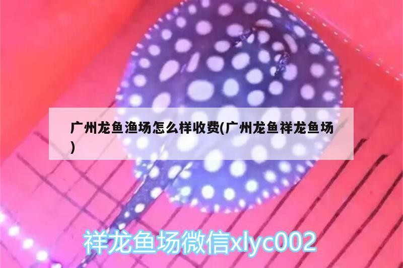 銀龍魚怎么發色好看圖片視頻(銀龍魚吃什么發色最好)