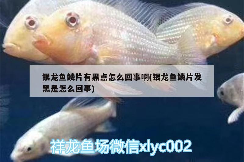 銀龍魚鱗片有黑點怎么回事啊(銀龍魚鱗片發黑是怎么回事)