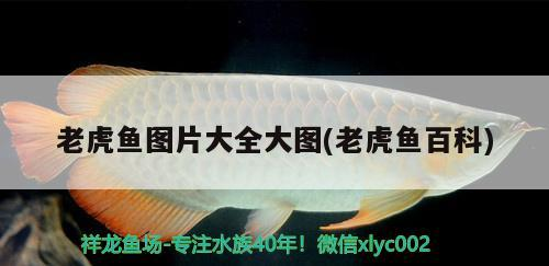 老虎魚圖片大全大圖(老虎魚百科) 老虎魚圖片大全大圖(老虎魚百科) 虎魚百科