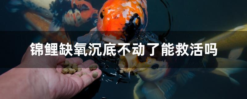 錦鯉缺氧沉底不動了能救活嗎