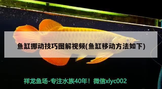 魚缸挪動(dòng)技巧圖解視頻(魚缸移動(dòng)方法如下) 魚缸挪動(dòng)技巧圖解視頻(魚缸移動(dòng)方法如下) 虎魚百科