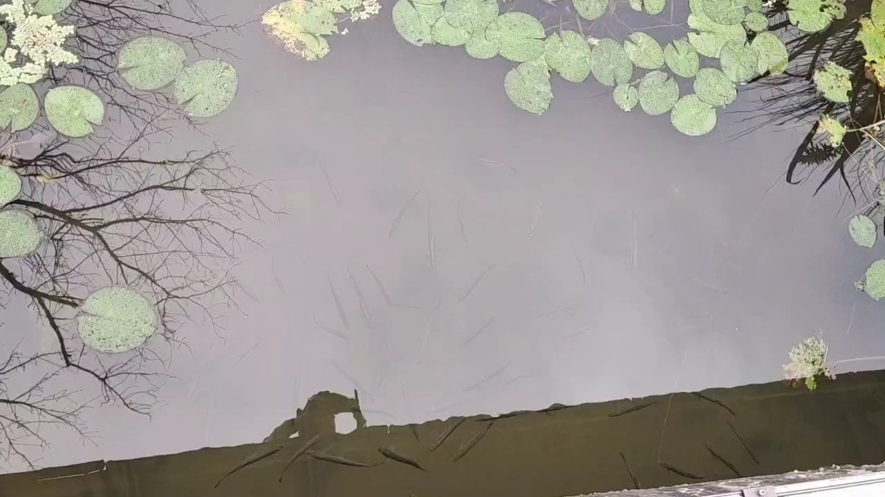 拈花灣的小魚