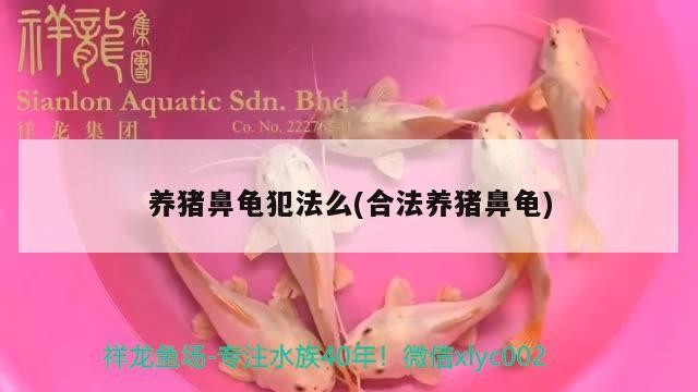 養豬鼻龜犯法么(合法養豬鼻龜)