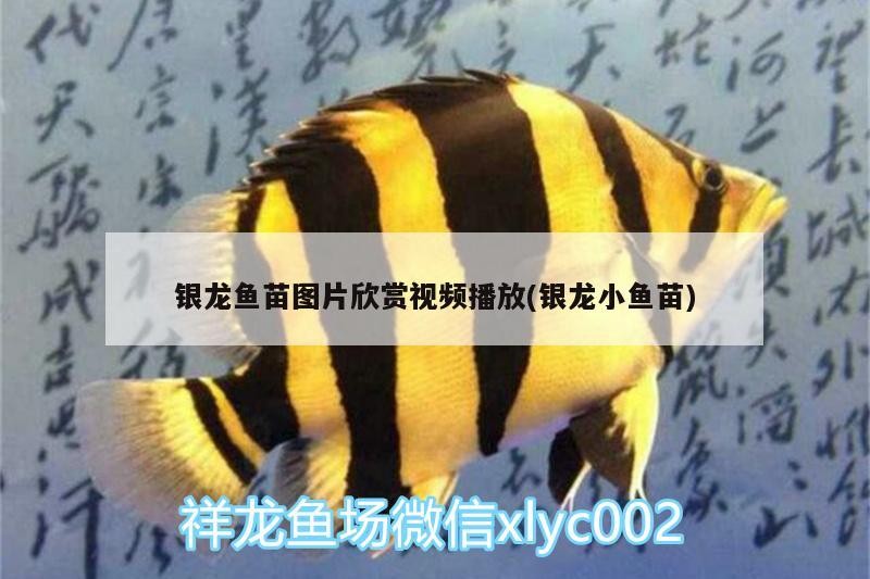 銀龍魚苗圖片欣賞視頻播放(銀龍小魚苗) 銀龍魚苗圖片欣賞視頻播放(銀龍小魚苗) 銀龍魚百科