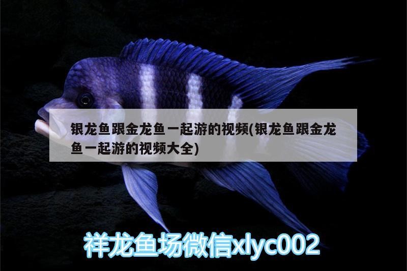 銀龍魚(yú)跟金龍魚(yú)一起游的視頻(銀龍魚(yú)跟金龍魚(yú)一起游的視頻大全)