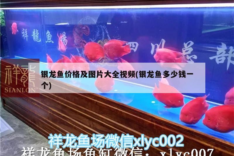 銀龍魚價格及圖片大全視頻(銀龍魚多少錢一個)