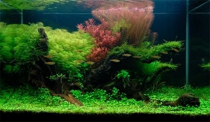 扁平魚缸造景圖：對不起，我無法找到具體的扁平魚缸造景圖和注意事項