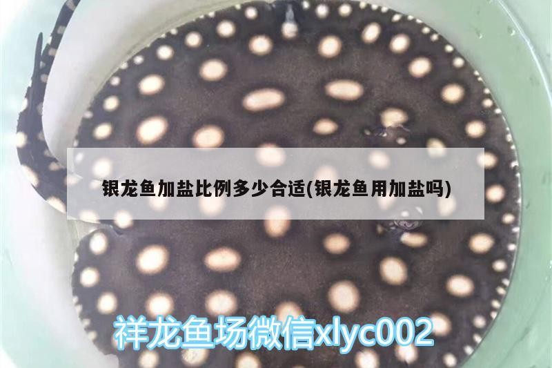 銀龍魚加鹽比例多少合適(銀龍魚用加鹽嗎)