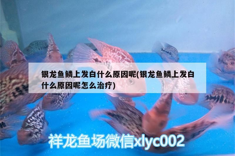銀龍魚鱗上發白什么原因呢(銀龍魚鱗上發白什么原因呢怎么治療)
