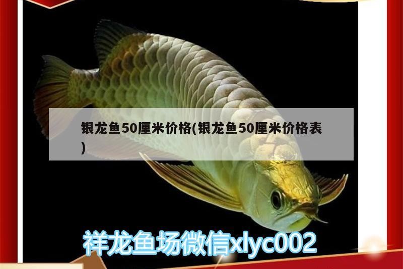 銀龍魚50厘米價格(銀龍魚50厘米價格表)