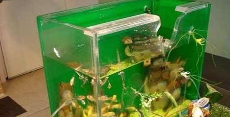 養虎魚水溫(養虎魚需要多少度)