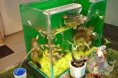 養虎魚水溫(養虎魚需要多少度)
