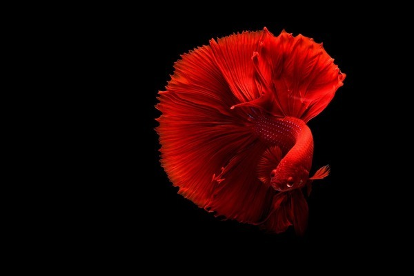 龍魚的名字（龍魚的名字有哪些）