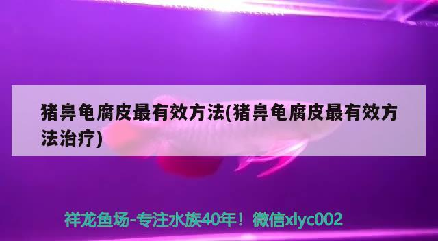 豬鼻龜腐皮最有效方法(豬鼻龜腐皮最有效方法治療)