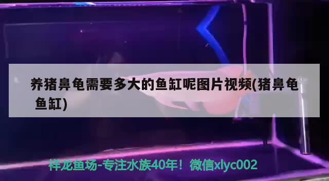 養豬鼻龜需要多大的魚缸呢圖片視頻(豬鼻龜魚缸)