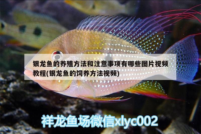 銀龍魚的養(yǎng)殖方法和注意事項有哪些圖片視頻教程(銀龍魚的飼養(yǎng)方法視頻)