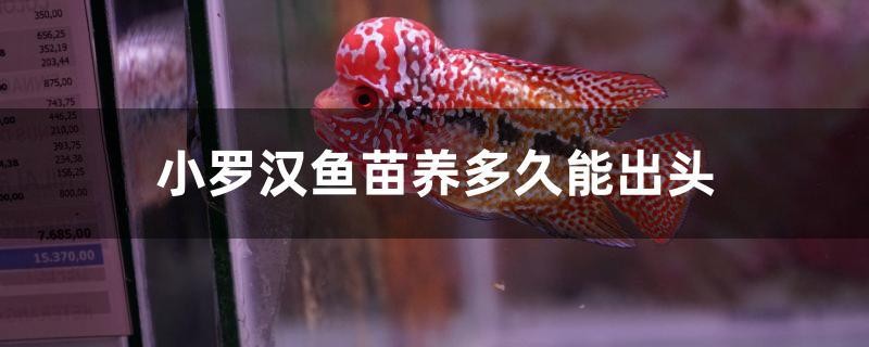小羅漢魚(yú)苗養(yǎng)多久能出頭