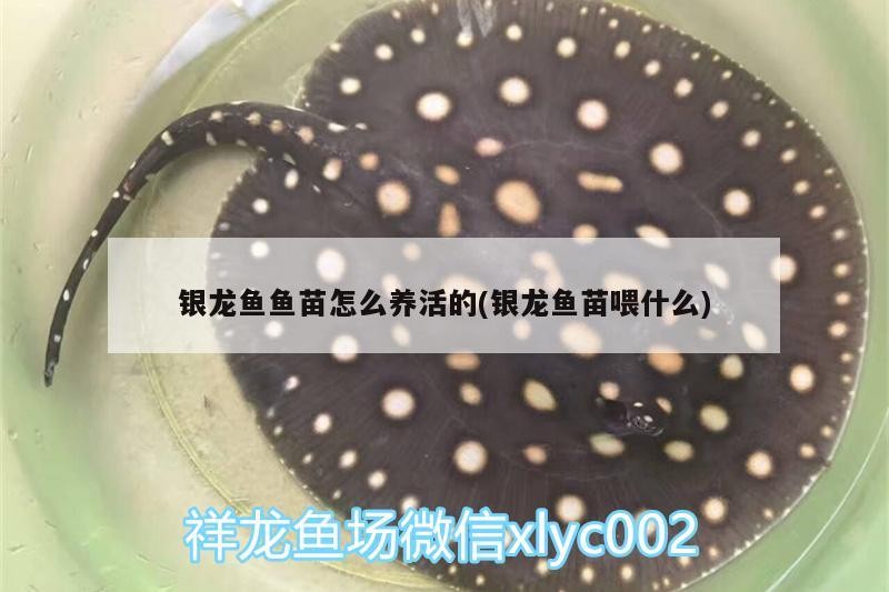 銀龍魚魚苗怎么養(yǎng)活的(銀龍魚苗喂什么)