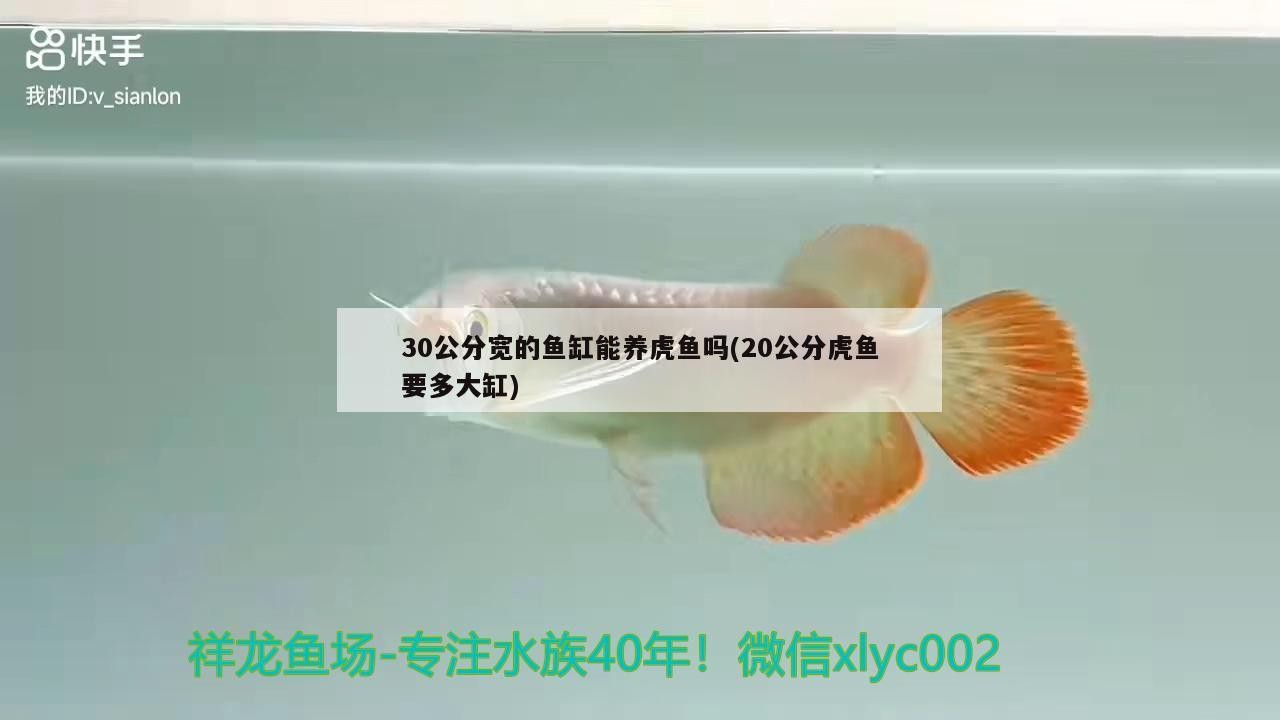 30公分寬的魚缸能養虎魚嗎(20公分虎魚要多大缸)