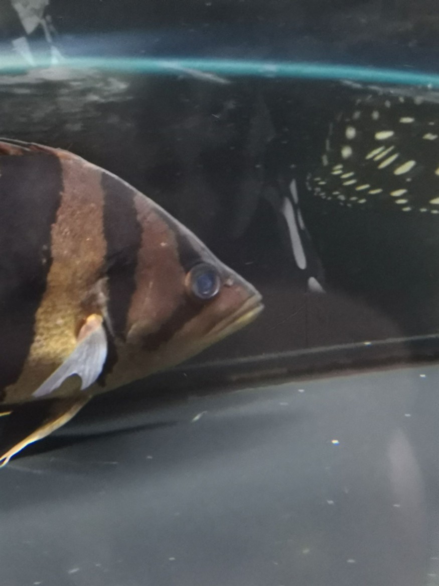廣州水族館虎魚是不是有點內蒙還能治好嗎