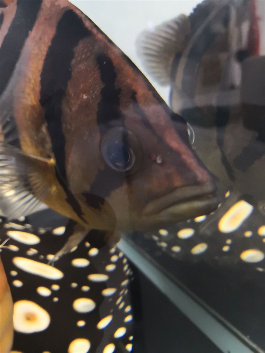 廣州水族館虎魚是不是有點內蒙還能治好嗎