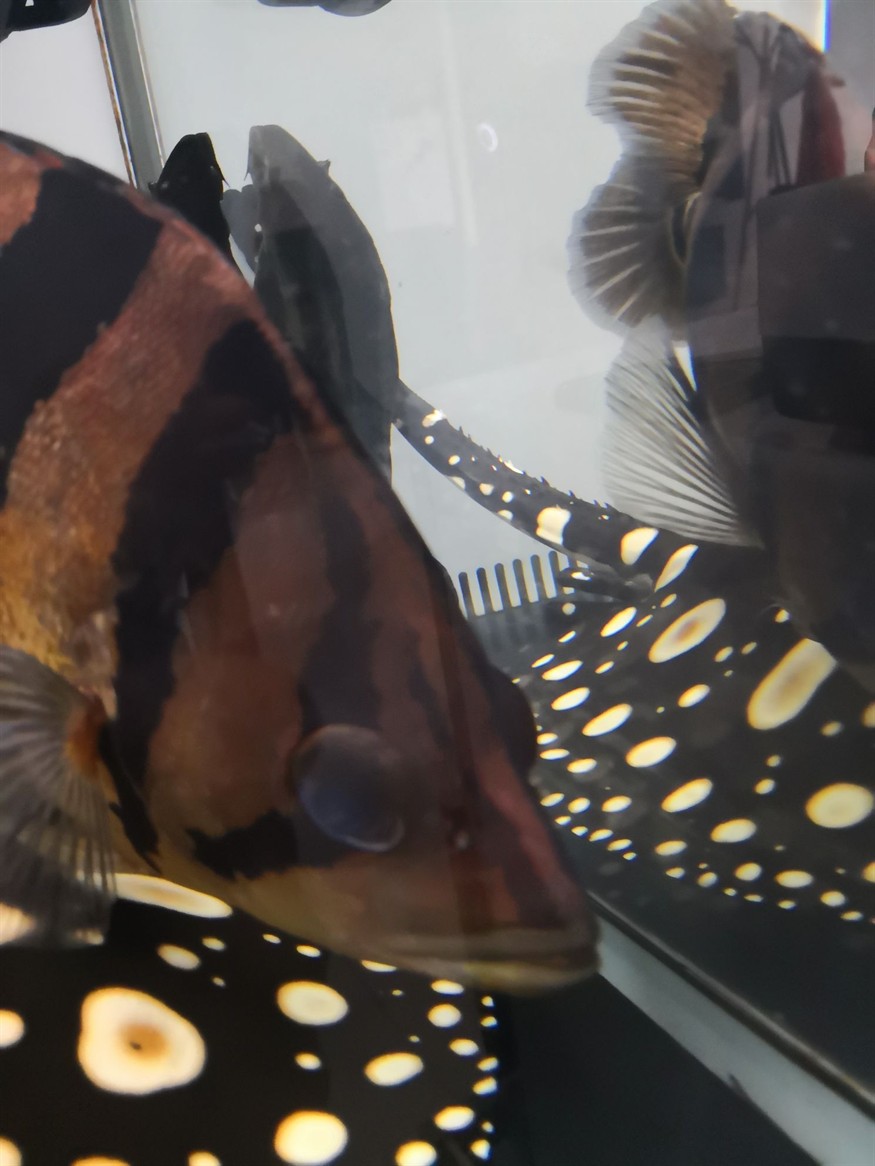 廣州水族館虎魚是不是有點內蒙還能治好嗎