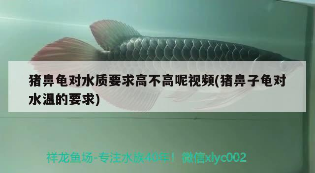 豬鼻龜對水質要求高不高呢視頻(豬鼻子龜對水溫的要求)