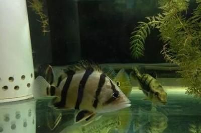 印尼虎魚生長環(huán)境要求：印尼虎魚對水質(zhì)的要求比較高
