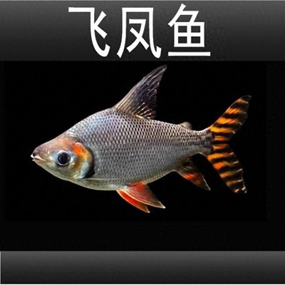 紅龍魚(yú)品相怎么看好壞啊圖解：如何從多個(gè)方面觀察紅龍魚(yú)的品相