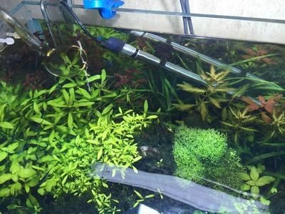 大魚缸水草修剪方法：大魚缸水草斷裂剪水草是一項(xiàng)重要的維護(hù)工作見仁見智