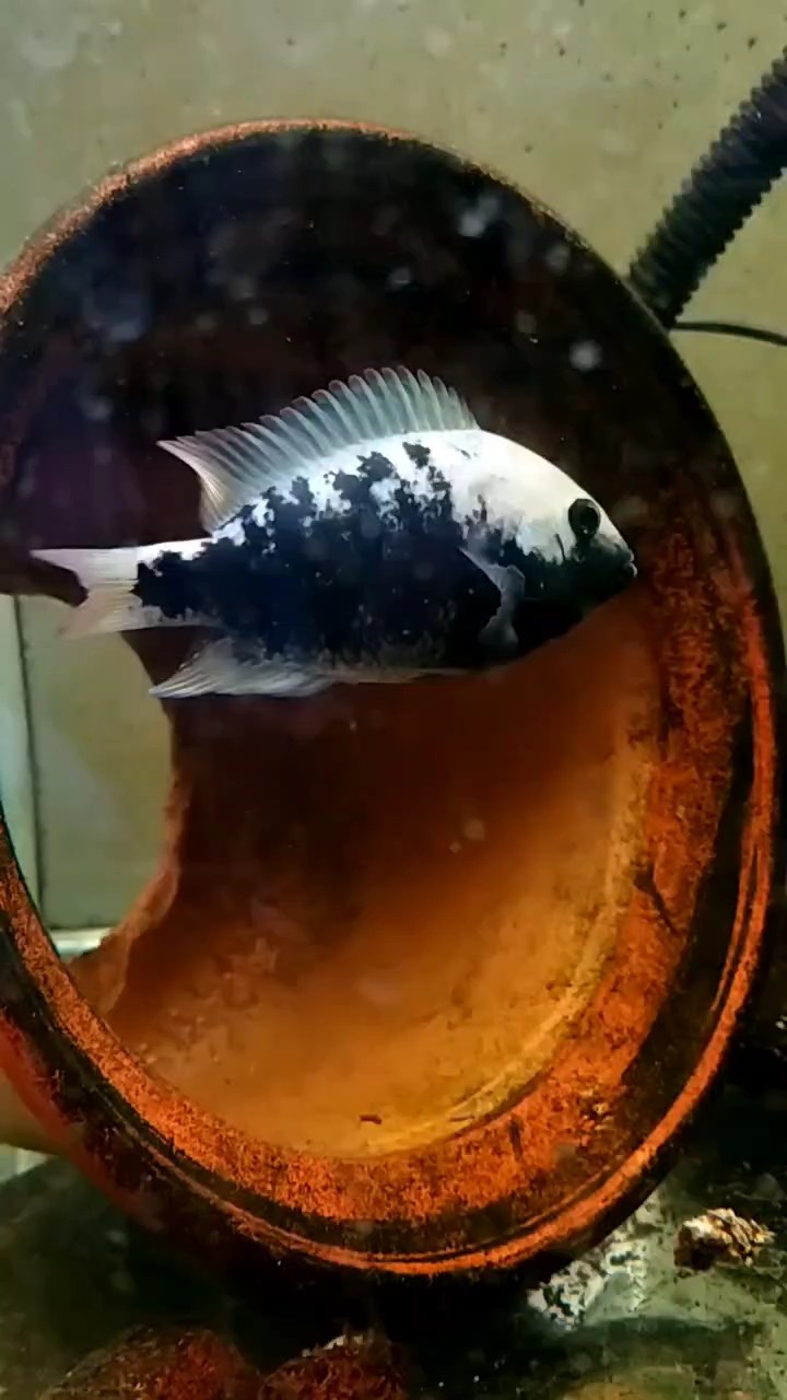 德州豹小魚脫板