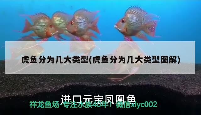 虎魚分為幾大類型(虎魚分為幾大類型圖解)