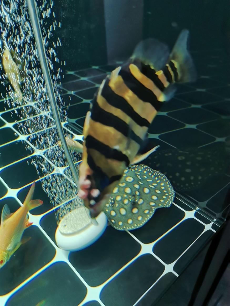 這虎魚還有生存的希望么？